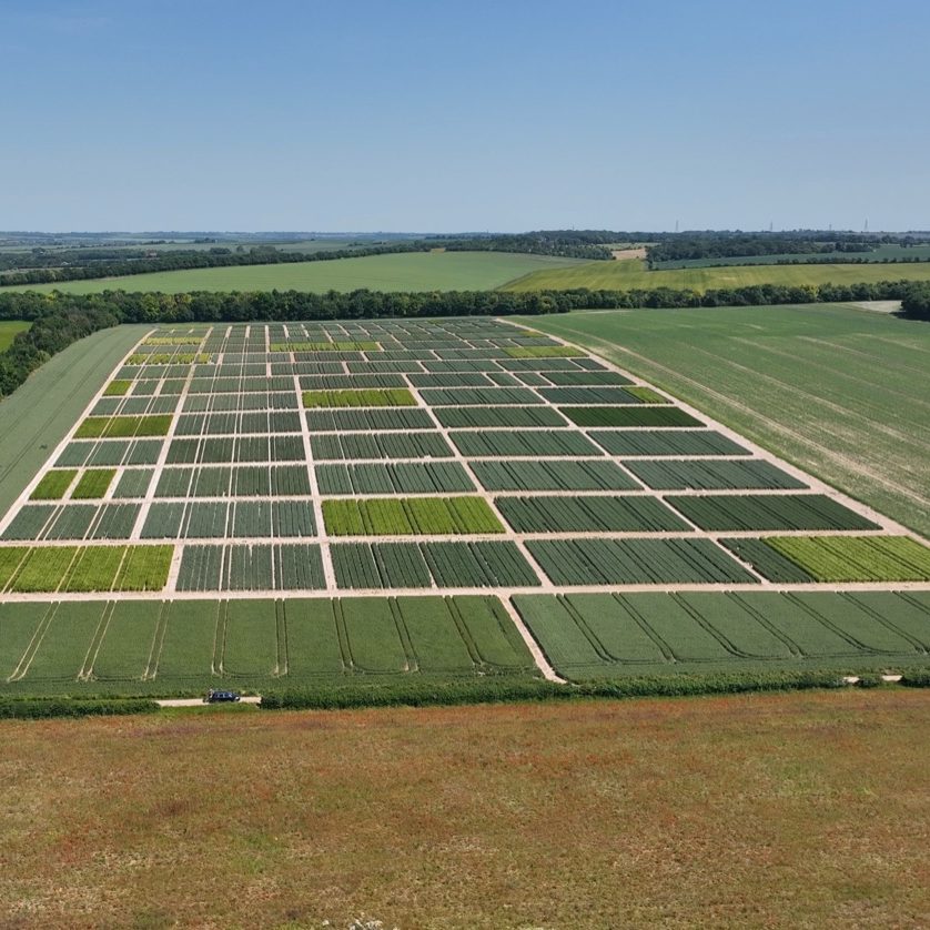 Crop trials Aerial view of a large, patterned agricultural field with various green crops.